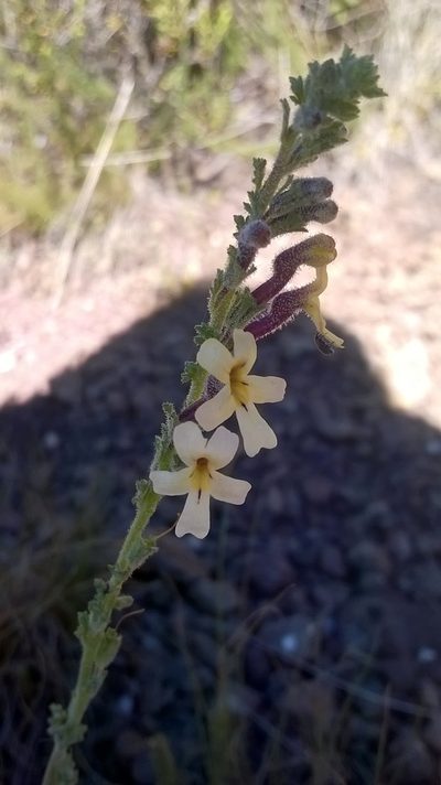 Jamesbrittenia pristisepala, photographed by Seth Musker
