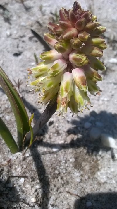 Lachenalia montana, photographed by Seth Musker