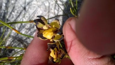 Ceratandra harveyana, photographed by Seth Musker