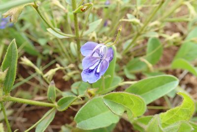 Rotheca hirsuta, photographed by Peter Warren