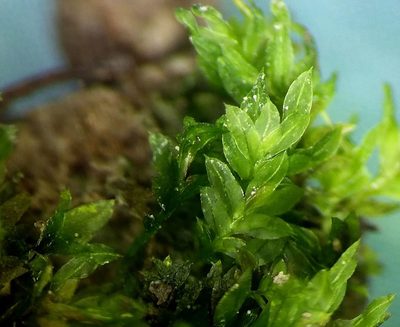 Fissidens viridulus, photographed by George Greiff