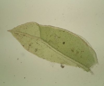 Fissidens viridulus, photographed by George Greiff