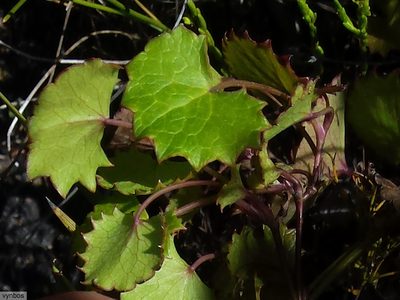 Centella callioda, photographed by Chris Vynbos