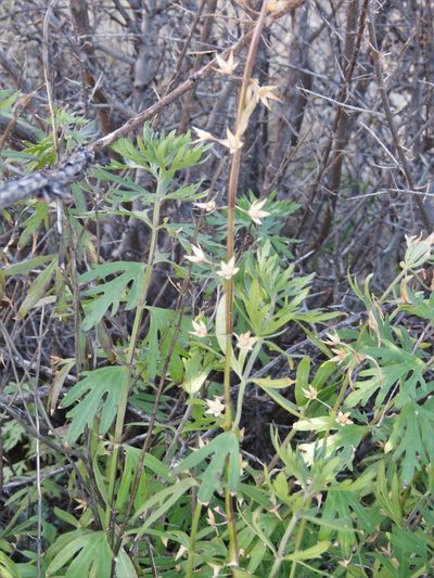 Teucrium coahuilanum, photographed by Annika Lindqvist