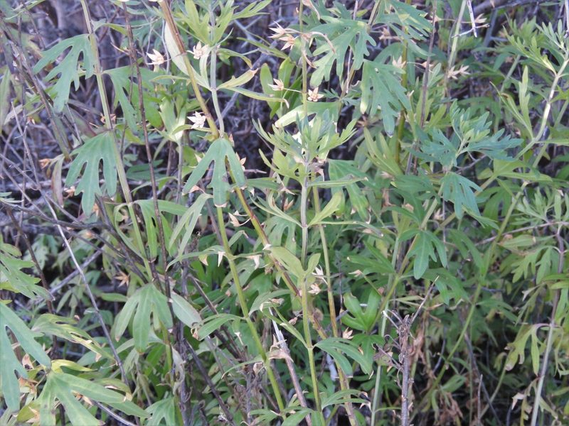 Teucrium coahuilanum, photographed by Annika Lindqvist