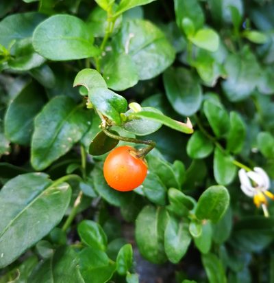 Solanum brevifolium, photographed by sandy-espinozaf