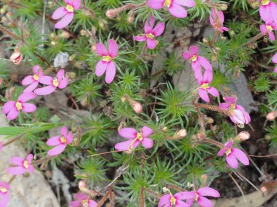 Stylidium recurvum, photographed by Charles Stirton