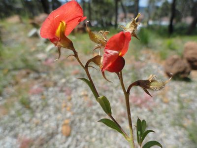 Chorizema dicksonii, photographed by Charles Stirton