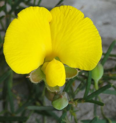 Gompholobium polymorphum, photographed by Charles Stirton