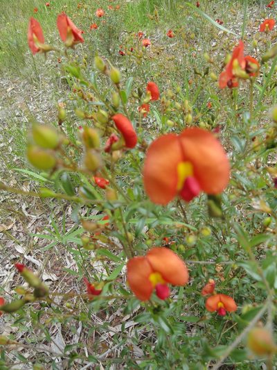 Chorizema dicksonii, photographed by Charles Stirton