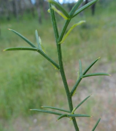 Mirbelia ramulosa, photographed by Charles Stirton