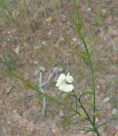 Mirbelia ramulosa, photographed by Charles Stirton