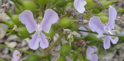 Stylidium affine, photographed by Charles Stirton