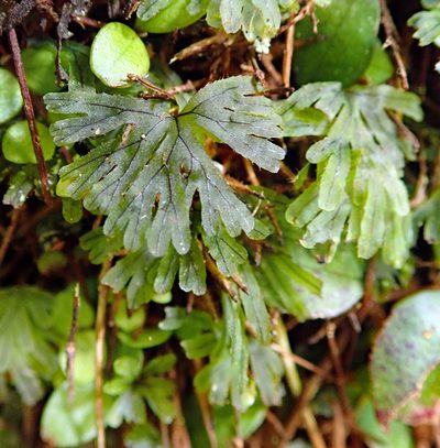 Hymenophyllum lyallii, photographed by Peter de Lange