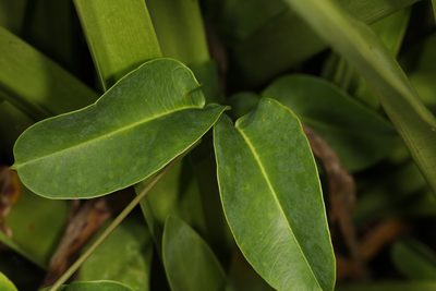 Echites umbellatus, photographed by Judy Gallagher