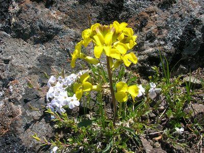 Erysimum arenicola, photographed by John Brew