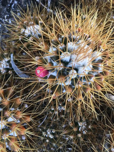 Mammillaria nivosa, photographed by Dodly