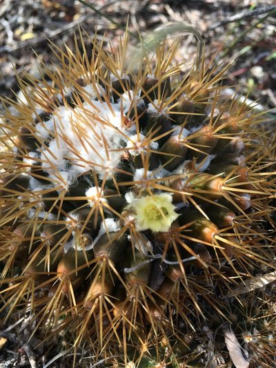 Mammillaria nivosa, photographed by Dodly