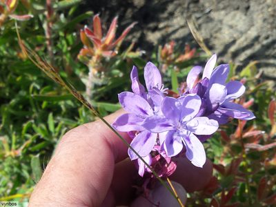 Thereianthus ixioides, photographed by Chris Vynbos