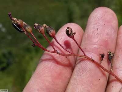 Drosera ericgreenii, photographed by Chris Vynbos