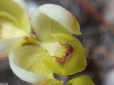 Disa oligantha, photographed by Chris Vynbos