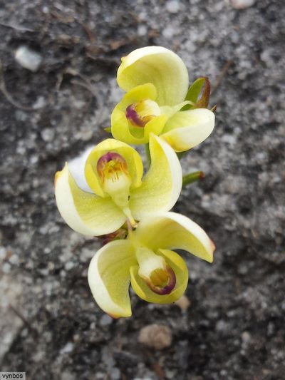 Disa oligantha, photographed by Chris Vynbos