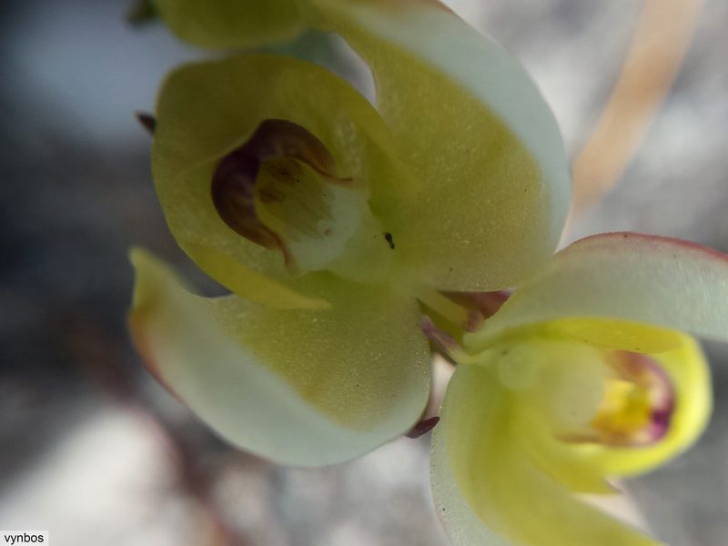 Disa oligantha, photographed by Chris Vynbos