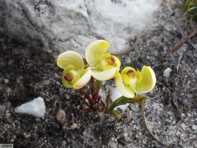 Disa oligantha, photographed by Chris Vynbos