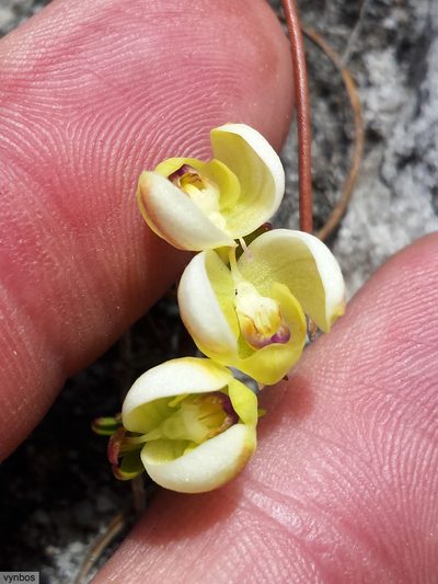 Disa oligantha, photographed by Chris Vynbos