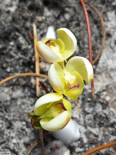 Disa oligantha, photographed by Chris Vynbos