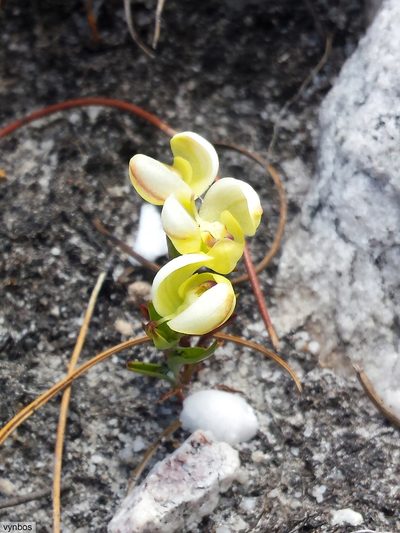 Disa oligantha, photographed by Chris Vynbos
