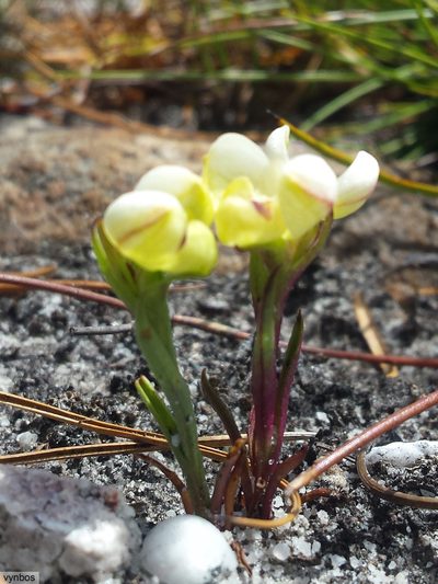 Disa oligantha, photographed by Chris Vynbos