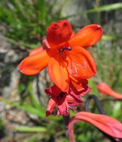 Watsonia schlechteri, photographed by Di Turner