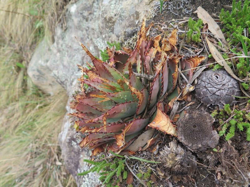 Aloe pratensis, photographed by Lutendo Mudzielwana