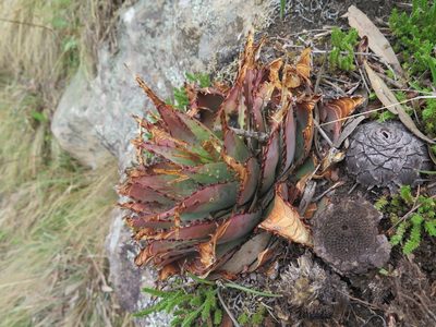 Aloe pratensis, photographed by Lutendo Mudzielwana