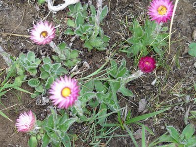 Helichrysum vernum, photographed by Lutendo Mudzielwana