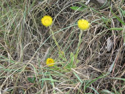 Helichrysum aureum, photographed by Lutendo Mudzielwana