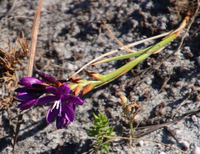 Thereianthus bracteolatus, photographed by Tony Rebelo