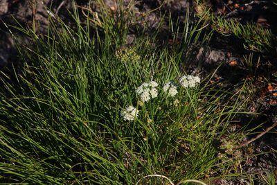 Itasina filifolia, photographed by Tony Rebelo