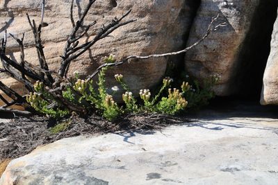 Pseudoselago peninsulae, photographed by Tony Rebelo