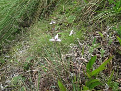 Moraea modesta, photographed by Lutendo Mudzielwana