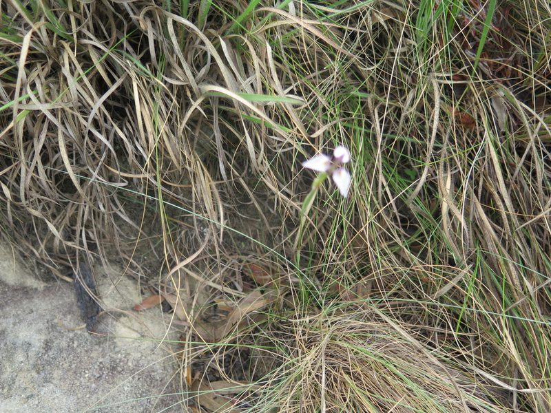 Moraea modesta, photographed by Lutendo Mudzielwana