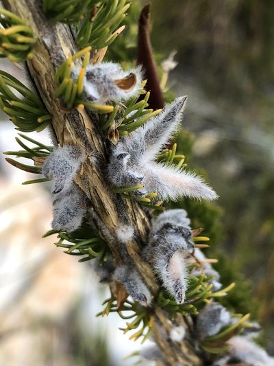 Aspalathus verbasciformis, photographed by Dave U