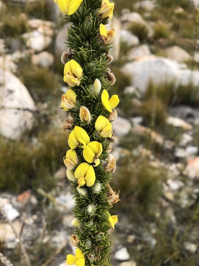 Aspalathus verbasciformis, photographed by Dave U