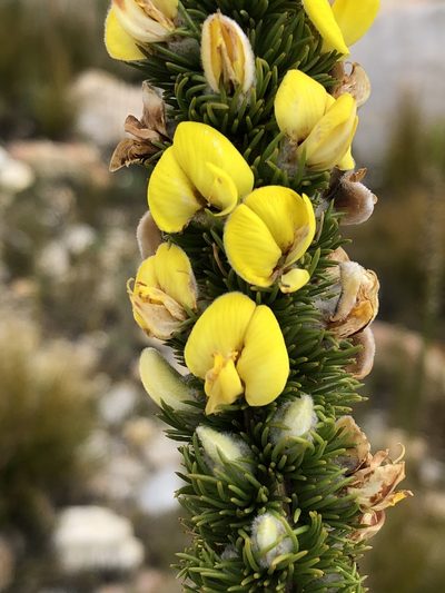 Aspalathus verbasciformis, photographed by Dave U