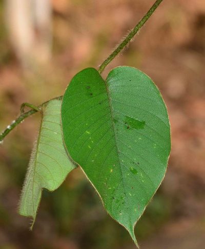 Argyreia capitiformis, photographed by S.MORE
