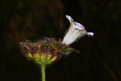 Argyreia capitiformis, photographed by S.MORE
