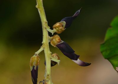 Mucuna bracteata, photographed by S.MORE