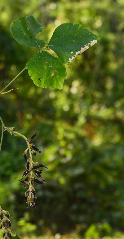Mucuna bracteata, photographed by S.MORE