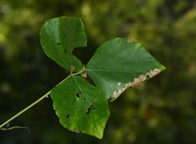 Mucuna bracteata, photographed by S.MORE